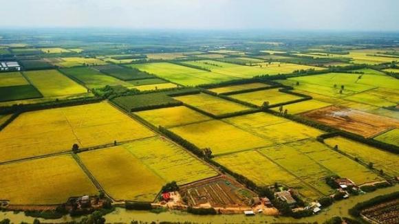Luật đất đai, mức phạt hành vi chuyển đất trồng lúa sang đất ở
