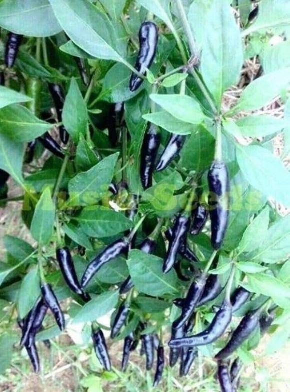 Ớt đen, công dụng của ớt đen