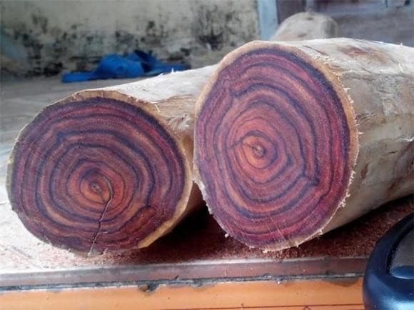 Gỗ quý, gỗ sưa đỏ