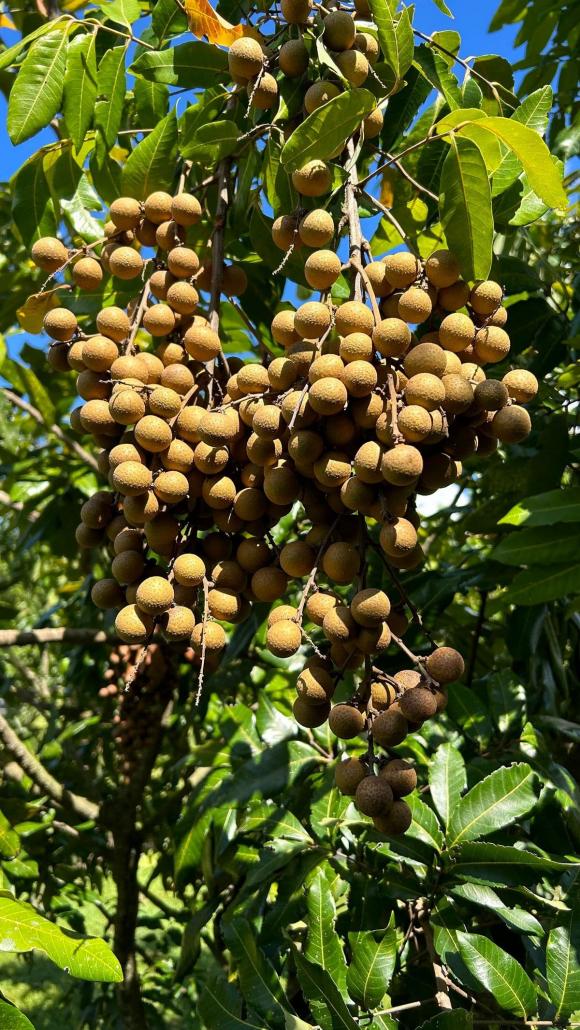 Cây phong thuỷ, cây thị, cây sung