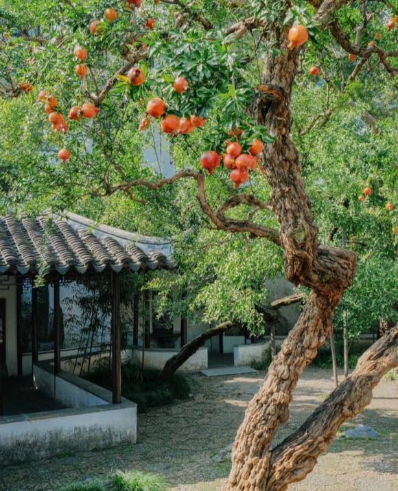 Cây phong thuỷ, cây thị, cây sung