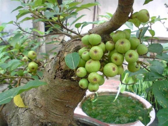 Cây phong thuỷ, cây thị, cây sung