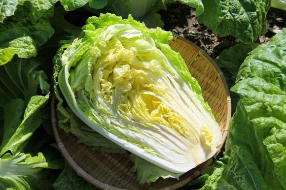 Rau cải thảo, công dụng của rau cải thảo