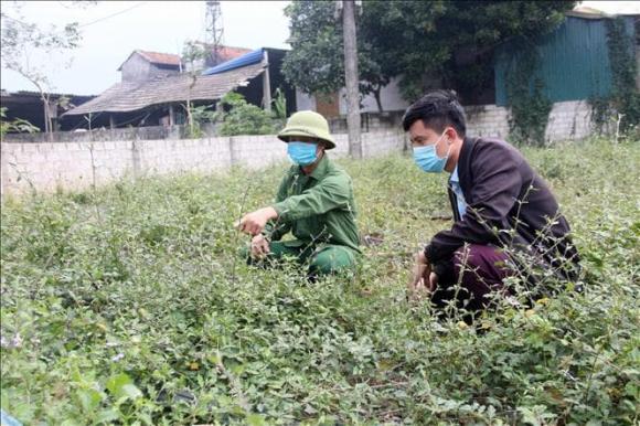 cà gai leo, trồng cà gai leo, nông dân