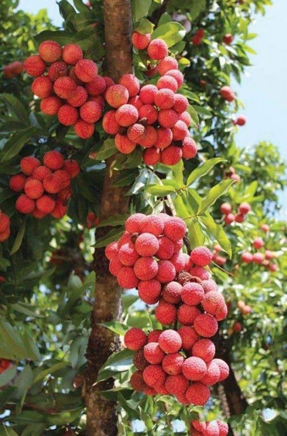Cây phong thuỷ, cây thị, cây sung