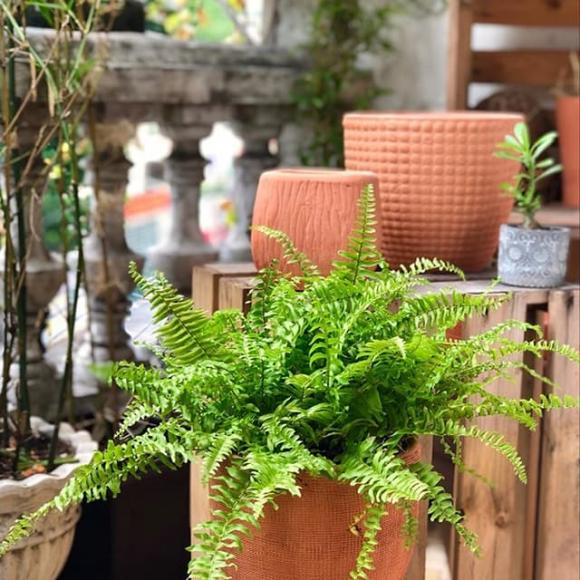 dương xỉ, trồng cây trong nhà, nên trồng cây gì trong nhà