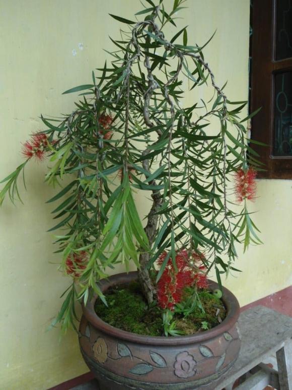 Cây phong thuỷ, câu liễu, cây dâu tằm