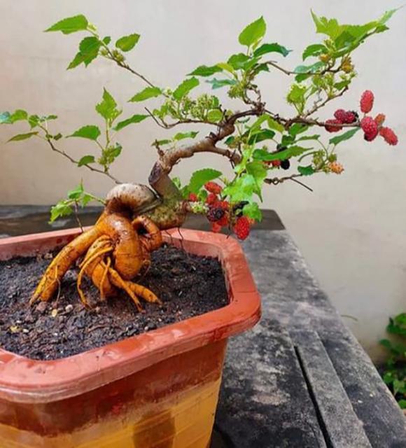 Cây phong thuỷ, câu liễu, cây dâu tằm