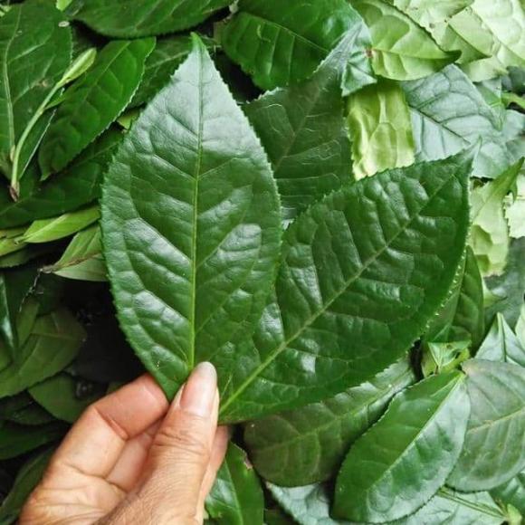 chè xanh, lá vối, sức khỏe