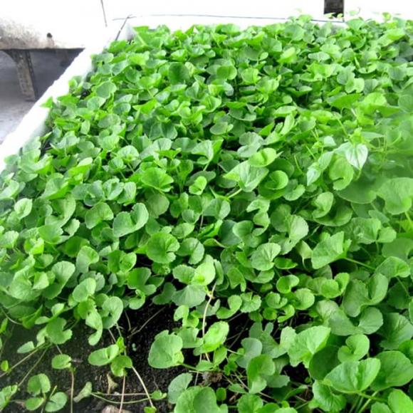 chè xanh, lá vối, sức khỏe
