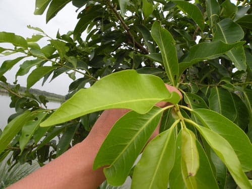 chè xanh, lá vối, sức khỏe