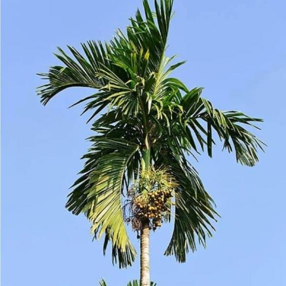 trồng cây, nên tròng cây gì, phong thủy