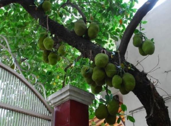 trồng cây, nên tròng cây gì, phong thủy