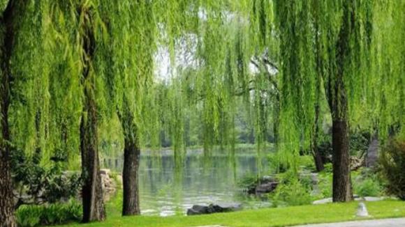 Hòe Nhai, Liễu Giai, kiến thức