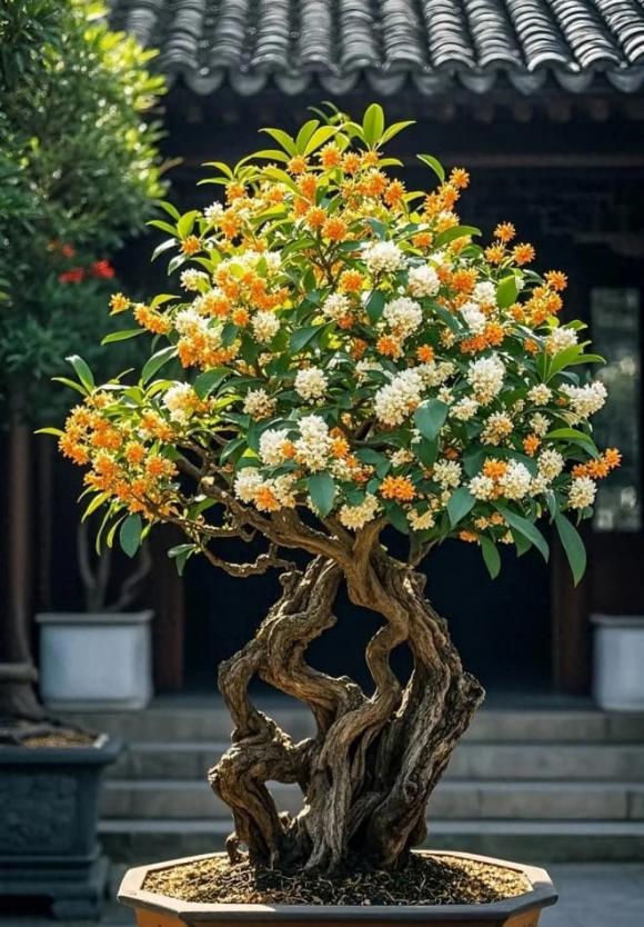 cây cảnh, trường thọ, người giàu, phong thuỷ