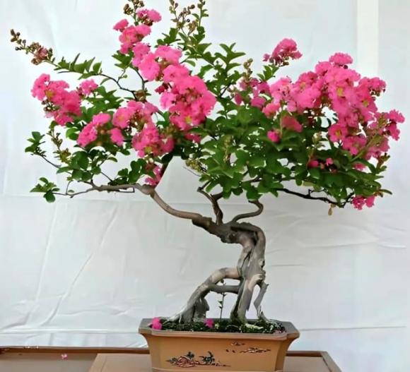 cây cảnh, trường thọ, người giàu, phong thuỷ
