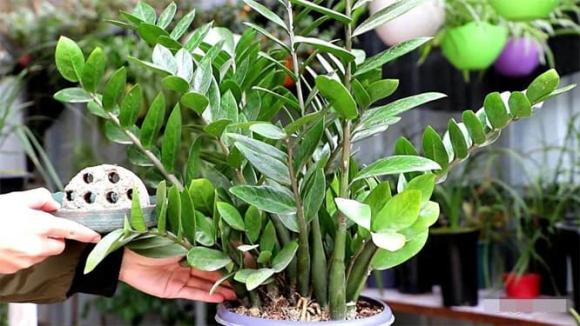 cây cảnh, cây tài lộc, cây kim tiền