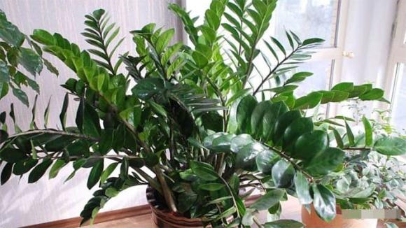 cây cảnh, cây tài lộc, cây kim tiền