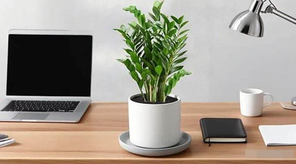 cây cảnh, cây tài lộc, cây kim tiền
