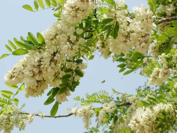 Hòe Nhai, Liễu Giai, kiến thức