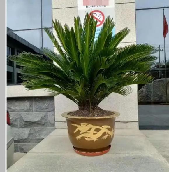 cây tài lộc