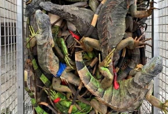 Rồng Nam Mỹ xanh, Kỳ nhông xanh