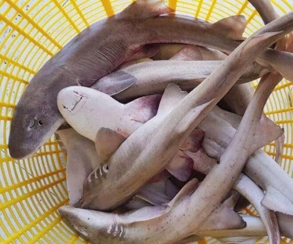 Quảng Bình, đặc sản Quảng Bình, cá nghéo, cá nhám, cá mập sữa