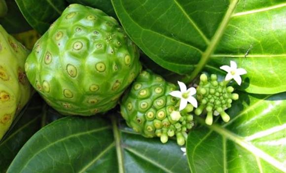 cây nhàu, lợi ích của quả nhàu