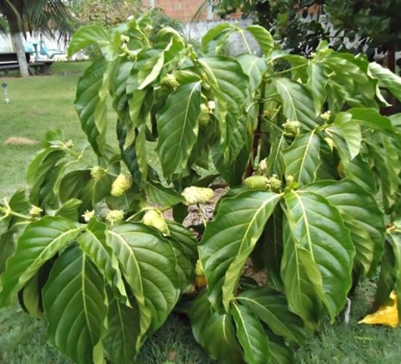 cây nhàu, lợi ích của quả nhàu