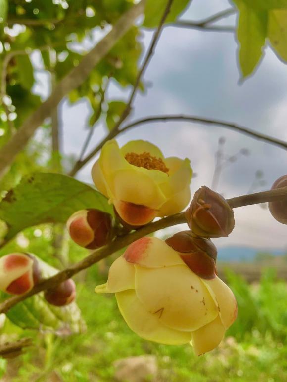 trà hoa vàng, Trung Quốc, đặc sản