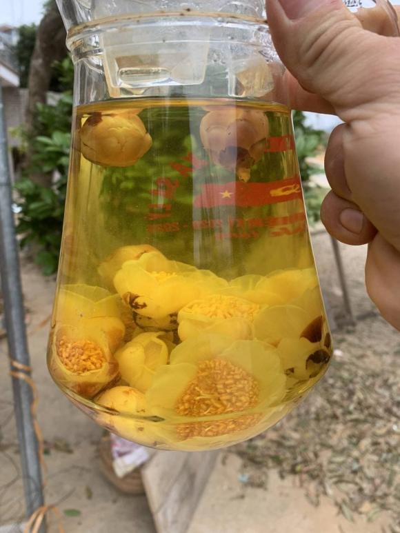 trà hoa vàng, Trung Quốc, đặc sản