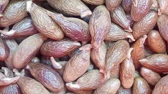 Quả ươi, hạt ươi, công dụng của hạt ươi