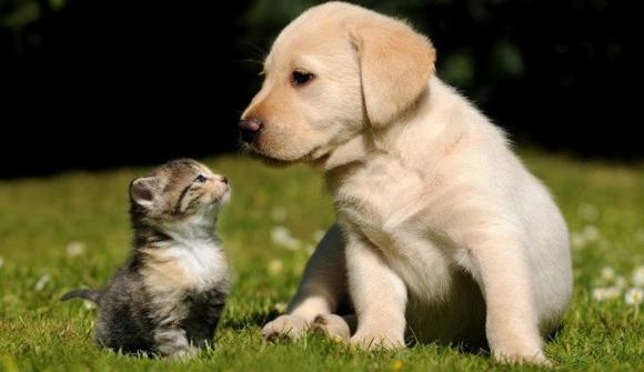 người xưa, cổ nhân, heo đến thì nghèo, chó đến thì phát tài, mèo đến phủ khăn trắng