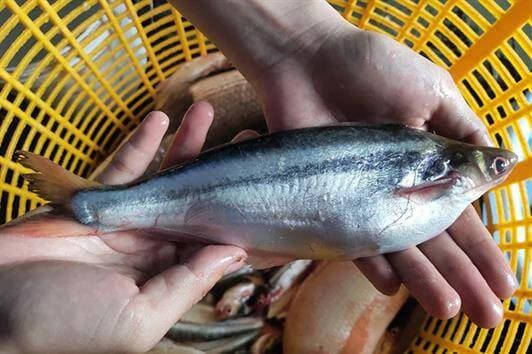 cá xác sọc, công dụng của cá xác sọc