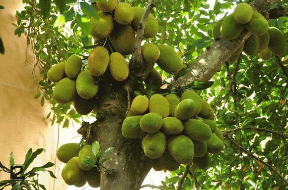 trồng mít, cây mít, tổ tiên