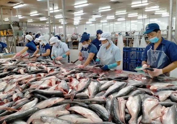 cá tra, xuất khẩu cá tra, kiến thức