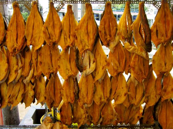 cá tra, xuất khẩu cá tra, kiến thức