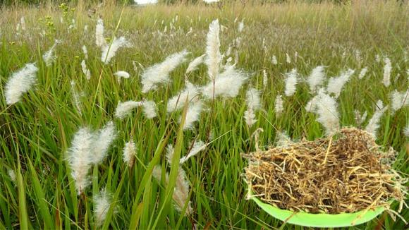 cỏ tranh, thuốc nam, cây thuốc nam