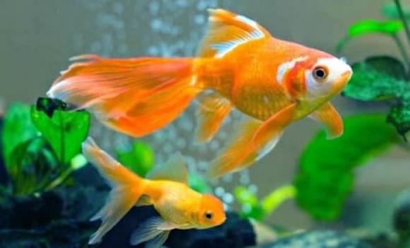 giấc mơ, giấc mơ báo hiệu tài lộc