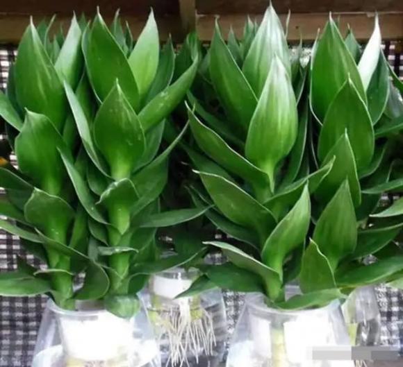 Cây phát lộc, cây cảnh