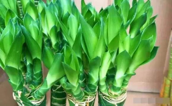 Cây phát lộc, cây cảnh