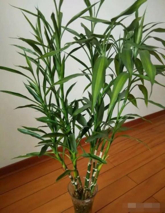 Cây phát lộc, cây cảnh