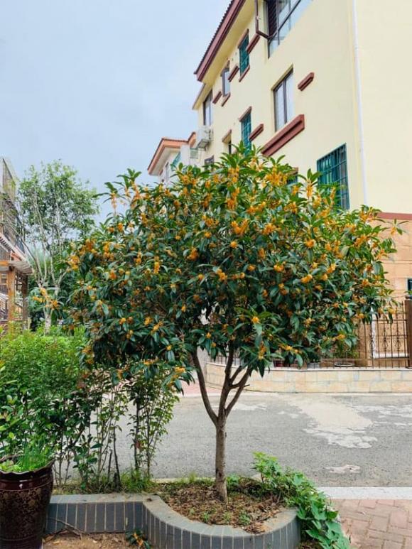 trồng cây, phong thủy, cây xanh 