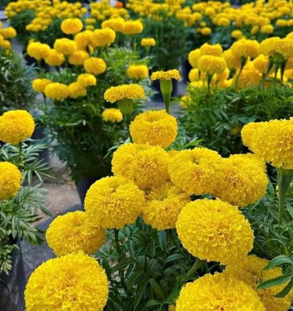 phong thuỷ, chọn hoa, trồng hoa trước cửa nhà