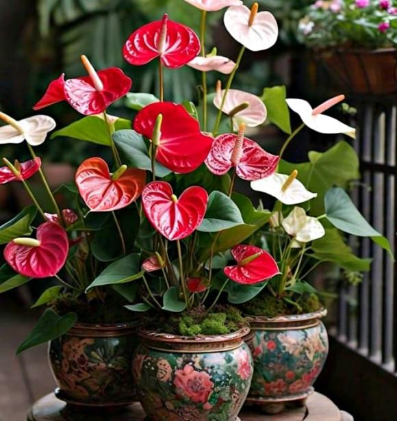 phong thuỷ, chọn hoa, trồng hoa trước cửa nhà