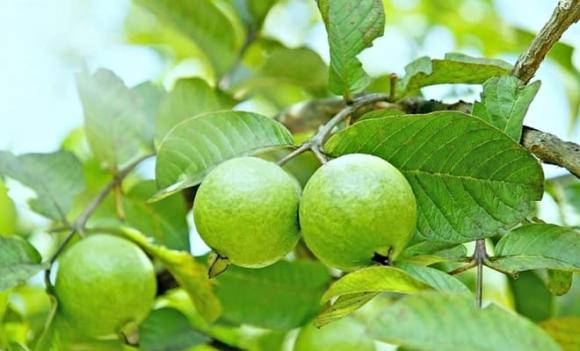 nữ hoàng vitamin C, ổi, loại quả chứa Vitamin C gấp 21 lần táo