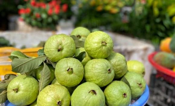 nữ hoàng vitamin C, ổi, loại quả chứa Vitamin C gấp 21 lần táo