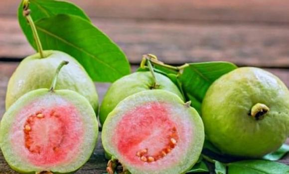 nữ hoàng vitamin C, ổi, loại quả chứa Vitamin C gấp 21 lần táo