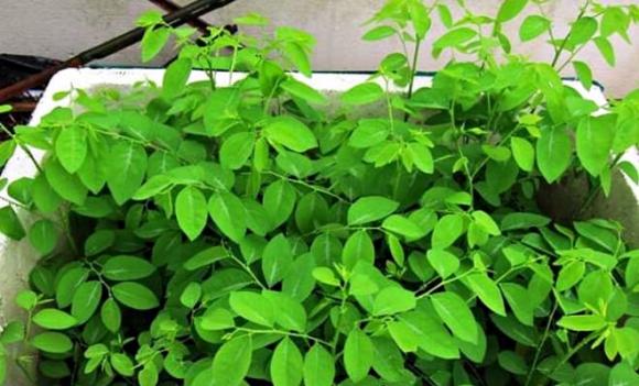 rau ngót, loại rau giàu sắt gấp 7 lần thịt bò, loại rau giàu canxi hơn cả sữa
