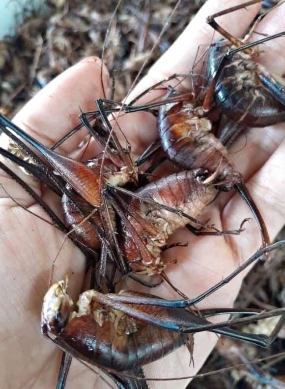 Lạng Sơn, tôm rừng, đặc sản